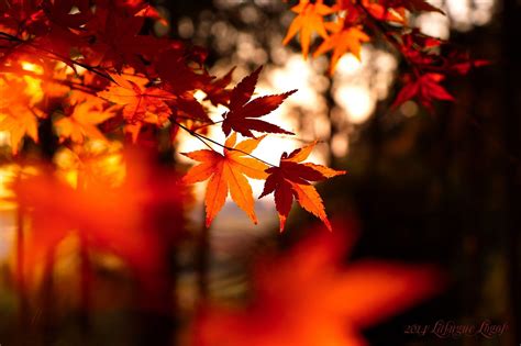 1162800 Sunlight Leaves Depth Of Field Nature Branch Maple Leaves