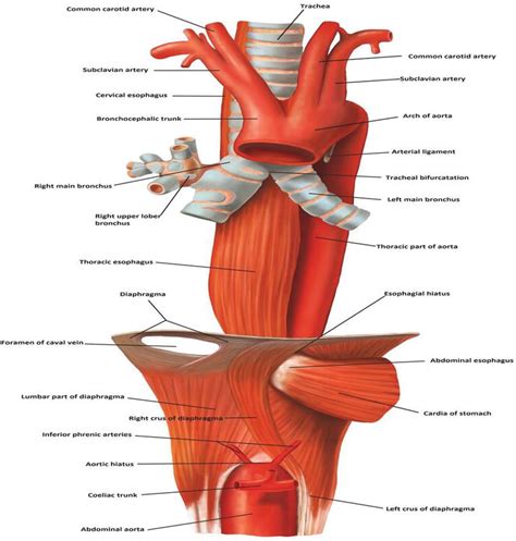 Anatomy Of Esophagus IntechOpen
