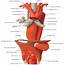 Anatomy Of Esophagus  IntechOpen