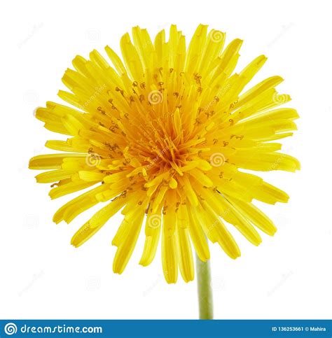 Dandelion Flower On White Background Stock Image Image