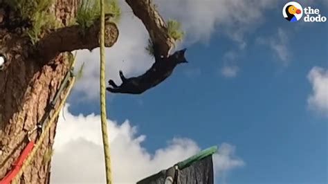 Cat Stuck In Tree Rescues Himself Youtube
