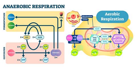 Difference Between Aerobic And Anaerobic Respiration Aerobic Vs