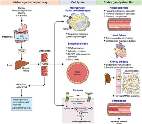 The Gut Microbiome And Its Role In Cardiovascular Diseases Circulation