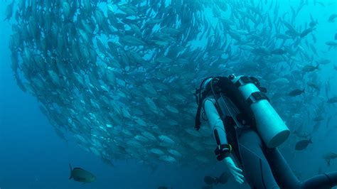 The Top 5 Scuba Diving Spots In The Philippines