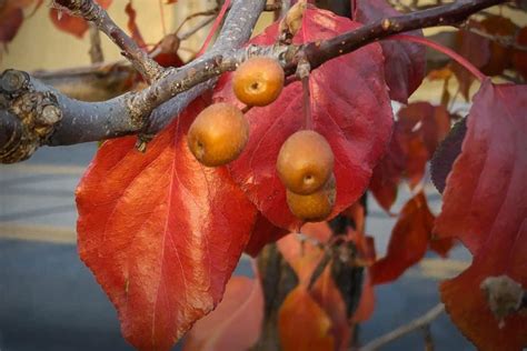 Ornamental Pear Tree Planting Care Pruning Best Varieties