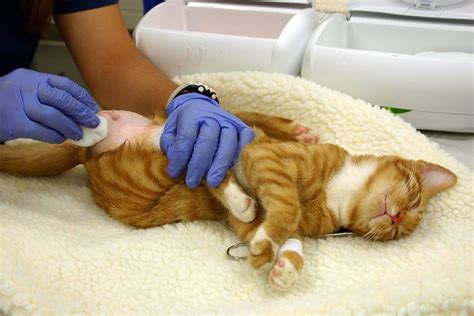Castration Of Cats And Sterilization Of Cats