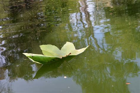 Floating Leaf Stock Photo 0101 By Annamae22 On Deviantart