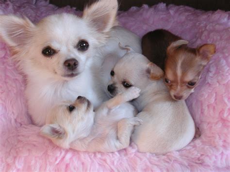 Puppy Love Chihuahua Puppies Chihuahua Dogs Baby Animals