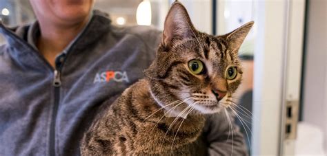 Are Animal Shelter Outcomes Improving Aspca