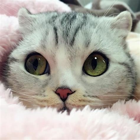 10 Photos Of Adorable Big Eyed Japanese Cat Hana