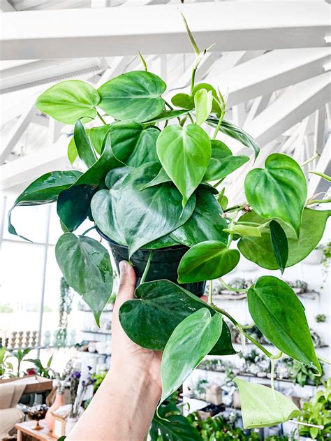 Philodendron Cordatum Green Heartleaf Botaniful