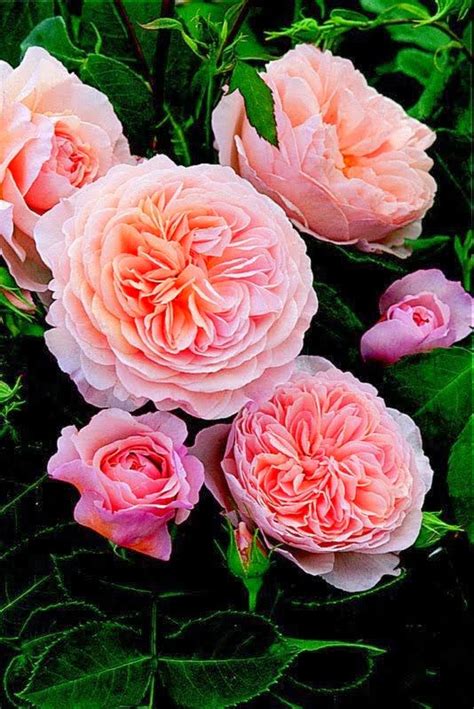 Your 10 Most Fragrant Roses