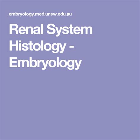 Renal System Histology Embryology Renal System