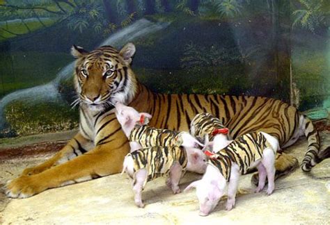 A Tiger Mum With Little Pigs As Children Animals Friendship Odd
