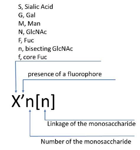 Short Name For A Non Reducing End Monosaccharide A Non Reducing End