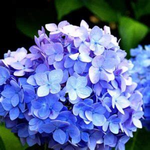 30 Most Beautiful Blue Flower With Pictures And Names EatHappyProject