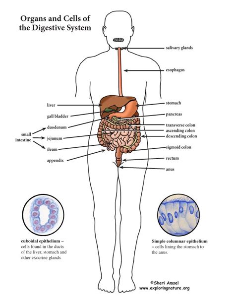 Digestive System Color Diagram Mini Poster
