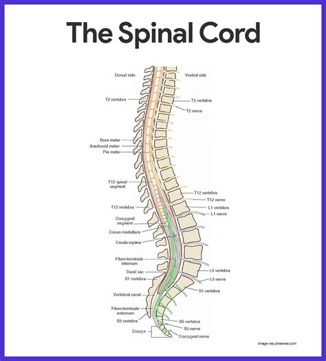 Anatomy Of Spinal Cord 3d Model Human Spine With Spinal Cord And Body
