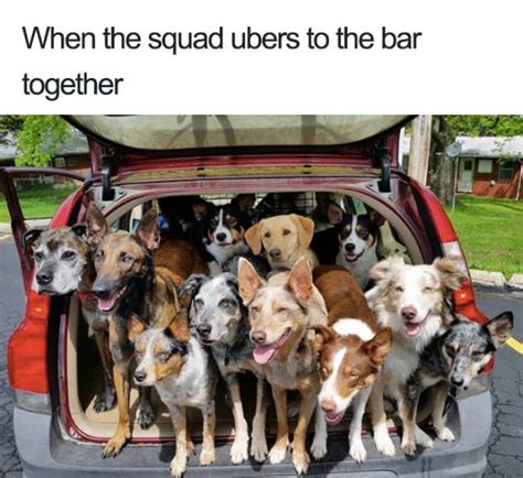 Uber Rides Described With Animal Memes 19 Pics