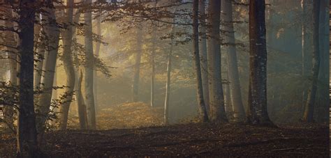 Wallpaper 1800x865 Px Fall Forest Landscape Leaves Mist Morning