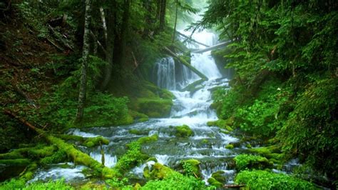 Stream Beautiful Forest Nature Waterfall Wide