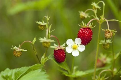 Tskanhawa Fragaria Vesca ‘montana De Oro Woodland Strawberry