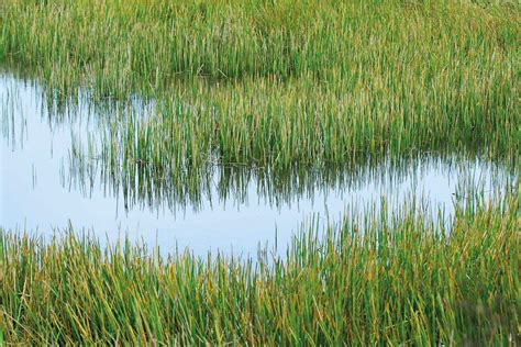 Cleaning Up With Artificial Reed Beds Envirotec