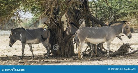 Somali Wild In Israeli Nature Reserve Stock Photo Image Of Region