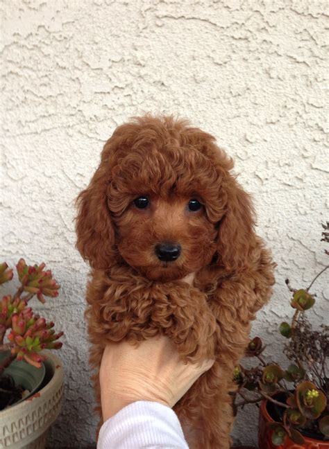 Red Poodle Puppies California Redhead Poodle Puppy Red Poodles