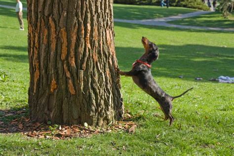 idiom of the week barking up the wrong tree us adult literacy