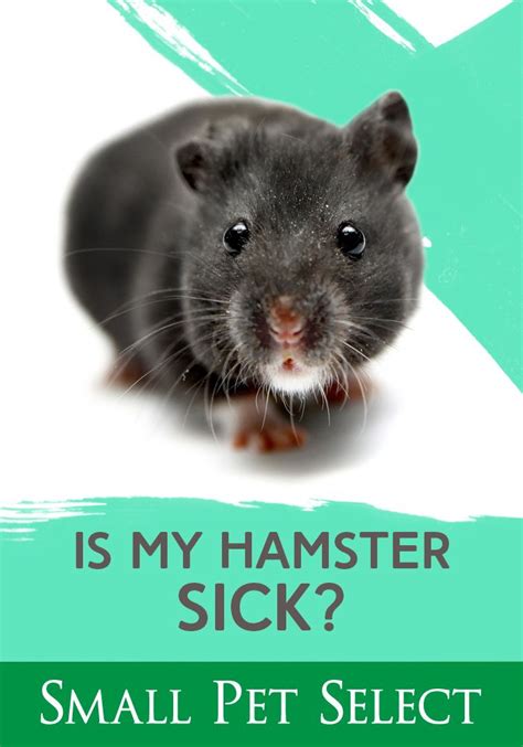 Is My Hamster Sick What Symtoms Can I Look For Small Pet Select