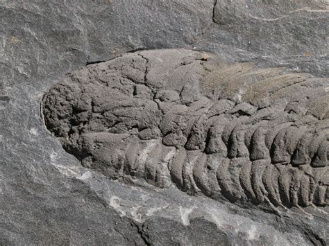 Crozonaspis Struvei Trilobites Museum Muuseo 481366