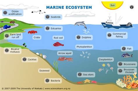 Gallery For Ocean Ecosystem Project Pinterest The O