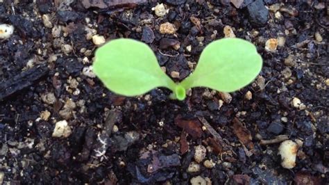 Iceberg Lettuce From Seeds To Plant Youtube