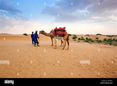 Two Men Standing With Camels In A Desert Thar Desert Jaisalmer