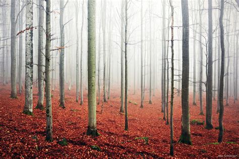 These 18 Incredible Images Of Sinister And Foreboding Forests Will Make You Appreciate The ...