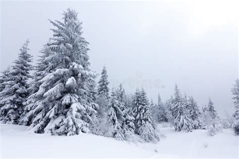 Spruce Tree Forest Covered By Snow In Winter Landscape Stock Image