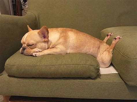 Dogs That Managed To Fall Asleep In Hilariously Awkward Positions