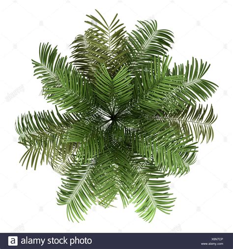 Top View Of Areca Palm Tree Isolated On White Stock Photo Alamy