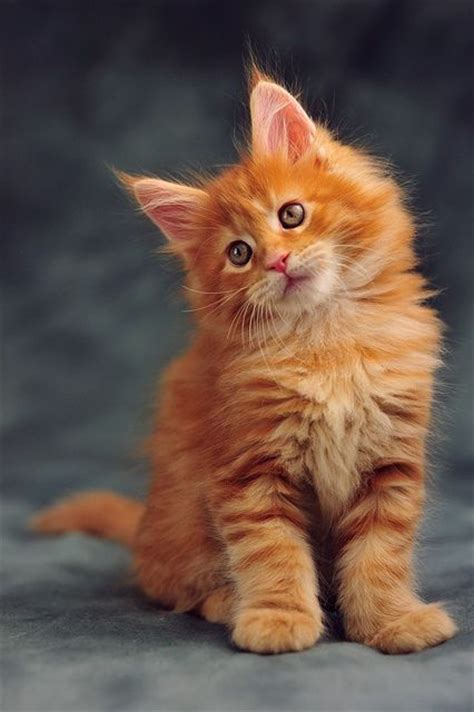 44 Best Maine Coon Cats Images On Pinterest Maine Coon Cats Kitty