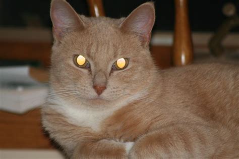 Tapetum Lucidum And The Red Eye Effect Tapetum Lucidum Animals Cats