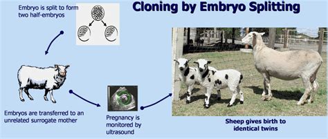 Cloning Animalbiotech
