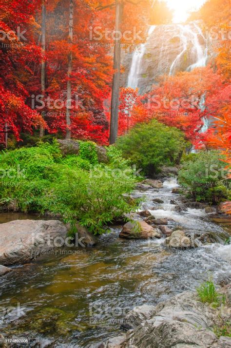 Forest In Autumn With River And Waterfalls There Are Beautiful Rivers