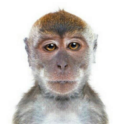 Monyet Bilang on Twitter: "Ke pinteran sih lo nyet , sampe sampe di