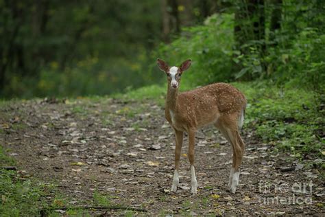 White Tailed Deer Piebald Fawn Photograph By Tammy Wolfe Fine Art America