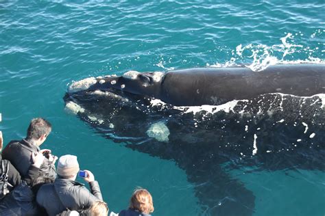 Western Australias Whale Watching Season