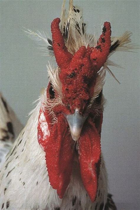Amazing And Weird Chicken From Around The World 18 Pics