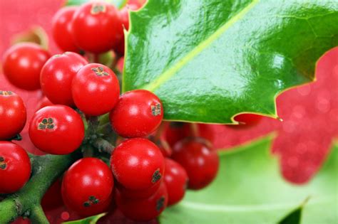 Macro Holly Free Stock Photo Public Domain Pictures