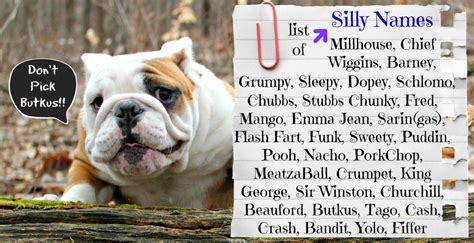 The best english bulldog names fall into a few categories. The Best Lists Of Names For Your New English Bulldog!