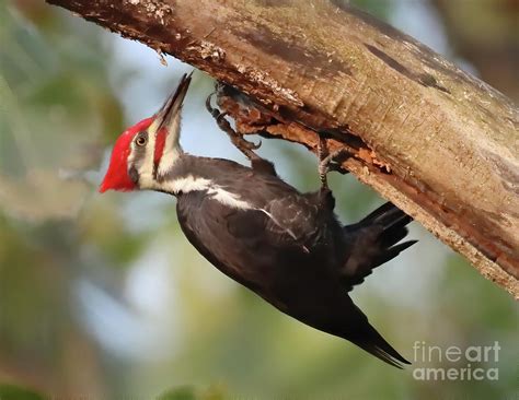 Pileated Woodpecker 28 Indiana Photograph By Steve Gass Pixels